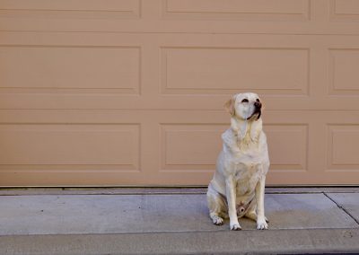 White Dog sitting in front of Brown Garage Door